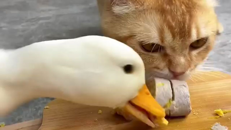 Chú vịt tên Ngáo ăn như ngáo